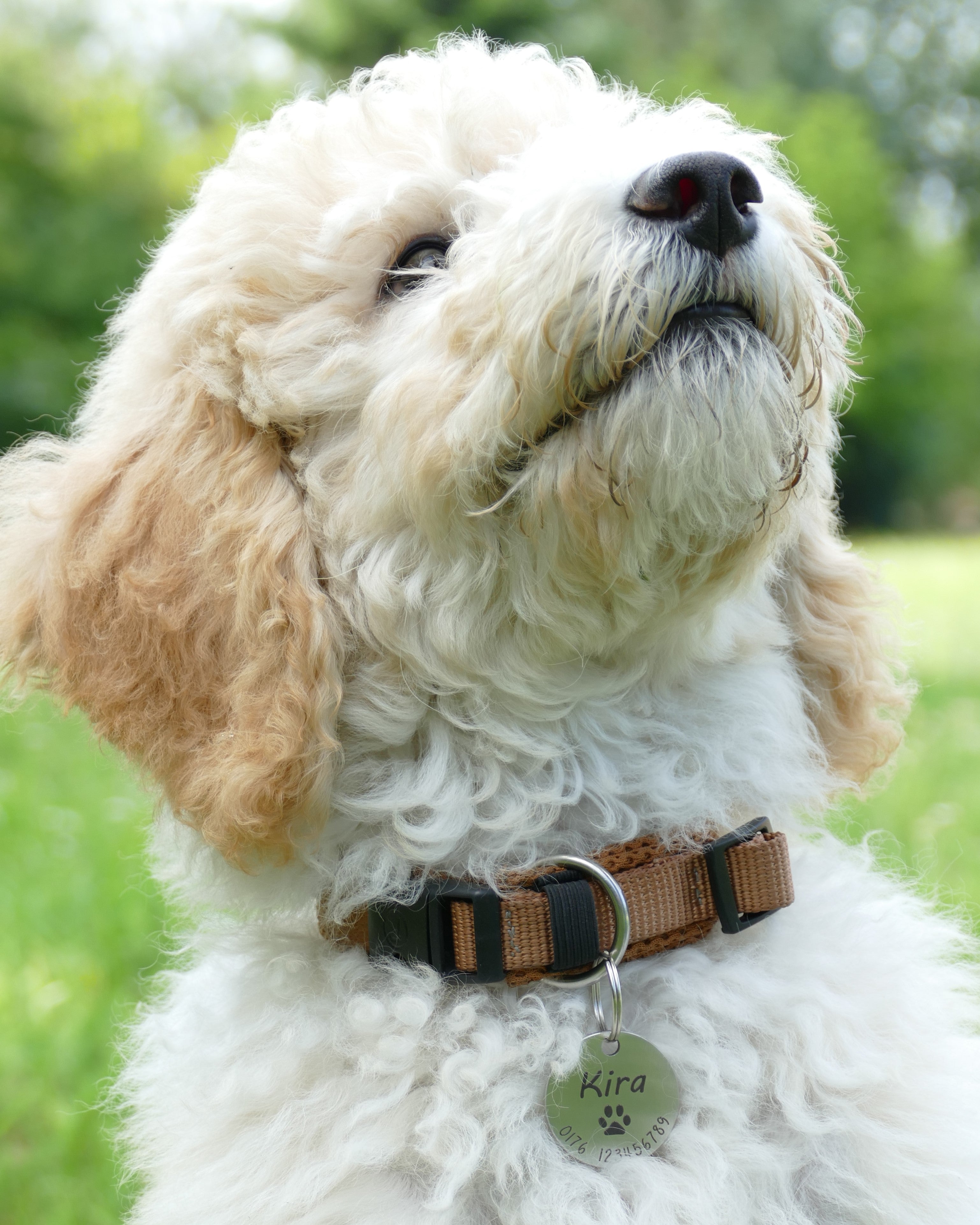 Hundemarke mit Gravur 23mm / 30mm - Wiens3d